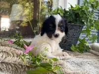 petunia, a female Cavapoo for sale in Fennimore, WI – 9 of 10