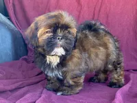 Barney, a male Shih Tzu for sale in Fennimore, WI – 6 of 10