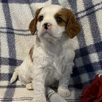 Lilac, a female Cavapoo for sale in Fennimore, WI – Photo 2 of 9