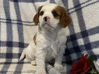 Lilac, a female Cavapoo for sale in Fennimore, WI – Photo 2 of 9