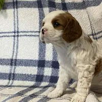 Lilac, a female Cavapoo for sale in Fennimore, WI – Photo 6 of 9