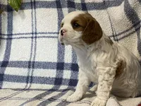 Lilac, a female Cavapoo for sale in Fennimore, WI – Photo 6 of 9