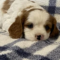 Lilac, a female Cavapoo for sale in Fennimore, WI – Photo 8 of 9