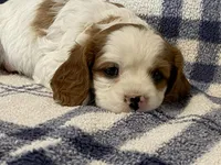 Lilac, a female Cavapoo for sale in Fennimore, WI – Photo 8 of 9