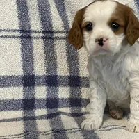 Lilac, a female Cavapoo for sale in Fennimore, WI – Photo 9 of 9