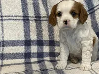 Lilac, a female Cavapoo for sale in Fennimore, WI – Photo 9 of 9