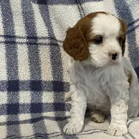 Lilac, a female Cavapoo for sale in Fennimore, WI – Photo 5 of 9