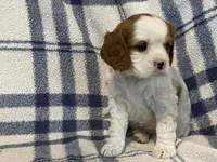 Lilac, a female Cavapoo for sale in Fennimore, WI – Photo 5 of 9