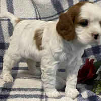 Lilac, a female Cavapoo for sale in Fennimore, WI – Photo 4 of 9