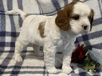 Lilac, a female Cavapoo for sale in Fennimore, WI – Photo 4 of 9