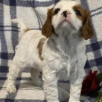 Lilac, a female Cavapoo for sale in Fennimore, WI – Photo 3 of 9