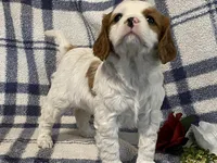 Lilac, a female Cavapoo for sale in Fennimore, WI – Photo 3 of 9