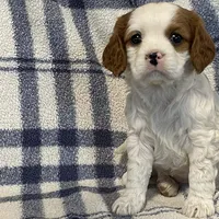 Lilac, a female Cavapoo for sale in Fennimore, WI – Photo 7 of 9