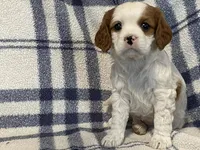 Lilac, a female Cavapoo for sale in Fennimore, WI – Photo 7 of 9