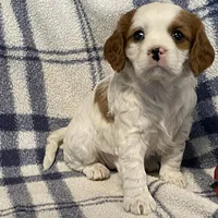 Lilac, a female Cavapoo for sale in Fennimore, WI – Photo 1 of 9