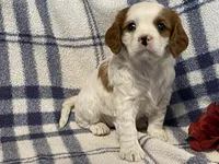Lilac, a female Cavapoo for sale in Fennimore, WI – Photo 1 of 9