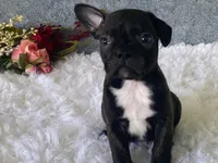 Ronnie, a male Frenchton for sale in Fennimore, WI – 3 of 9