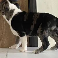 Spotty, a male Boston Terrier for sale in Fennimore, WI – Photo 2 of 9