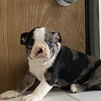 Spotty, a male Boston Terrier for sale in Fennimore, WI – Photo 8 of 9