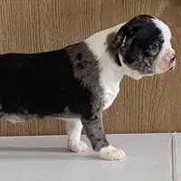 Spotty, a male Boston Terrier for sale in Fennimore, WI – Photo 1 of 9