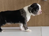 processed/2aeff7ce-7b32-4114-9604-c81d8e3c3561/listing/ccb3758c-ba7e-4947-aabf-9a8a5adfec7c/5446060b-8ad2-4d5d-94a5-436619b637c8