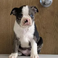 Spotty, a male Boston Terrier for sale in Fennimore, WI – Photo 7 of 9