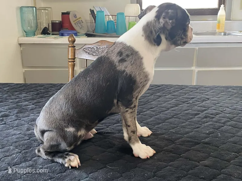 Spotty – Boston Terrier puppy for sale in Fennimore, WI