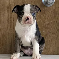 Spotty, a male Boston Terrier for sale in Fennimore, WI – Photo 4 of 9