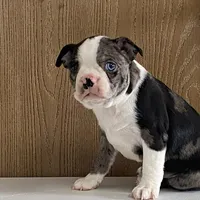 Spotty, a male Boston Terrier for sale in Fennimore, WI – Photo 3 of 9