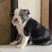 Spotty, a male Boston Terrier for sale in Fennimore, WI – Photo 5 of 9