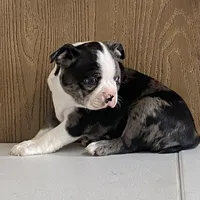 Spotty, a male Boston Terrier for sale in Fennimore, WI – Photo 9 of 9