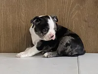 processed/2aeff7ce-7b32-4114-9604-c81d8e3c3561/listing/ccb3758c-ba7e-4947-aabf-9a8a5adfec7c/c4e1044b-85b1-4cb3-9347-a86204fe5e2a