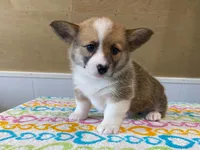Bubbly, a female Pembroke Welsh Corgi for sale in Fennimore, WI – 6 of 8