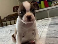 Rosie, a female Boston Terrier for sale in Fennimore, WI – 7 of 10