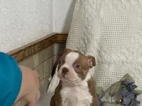 yeti, a male Boston Terrier for sale in Fennimore, WI – 6 of 9