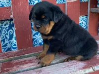 Fido, a male Rottweiler for sale in Fennimore, WI – 3 of 10