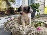 Pepsi, a male Cavapoo for sale in Fennimore, WI – 3 of 10