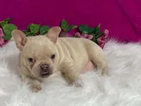 Zoey, a female Frenchton for sale in Fennimore, WI – 10 of 10