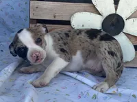 Carlie, a female Boston Terrier and Fox Terrier for sale in Fennimore, WI – 10 of 10