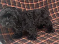 King, a male Cavalier King Charles Spaniel and Shih Tzu for sale in Fennimore, WI – 2 of 7