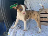Chuck, a male Boston Terrier and Fox Terrier for sale in Fennimore, WI – 2 of 10