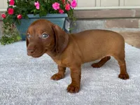 Starburst, a female Dachshund for sale in Fennimore, WI – 2 of 10