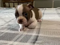 Rosie, a female Boston Terrier for sale in Fennimore, WI – 4 of 10