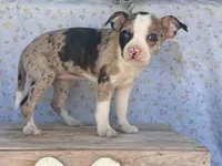 Carlie, a female Boston Terrier and Fox Terrier for sale in Fennimore, WI – 3 of 10
