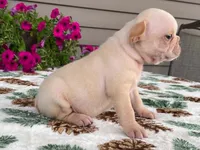silver, a male French Bulldog for sale in Fennimore, WI – 9 of 10