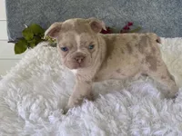 Franky, a male Frenchton for sale in Fennimore, WI – 3 of 10