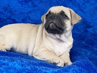 Chomp, a male French Bulldog and Pug for sale in Fennimore, WI – Photo 7 of 10