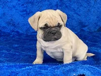 Chomp, a male French Bulldog and Pug for sale in Fennimore, WI – Photo 9 of 10