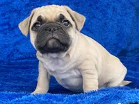 Chomp, a male French Bulldog and Pug for sale in Fennimore, WI – Photo 4 of 10