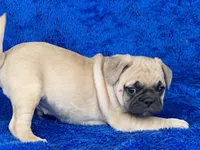 Chomp, a male French Bulldog and Pug for sale in Fennimore, WI – Photo 1 of 10